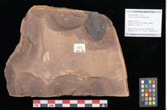 Foto (Objekt + Etikett) von Quercus palaeoilex Ettingshausen (NHMW-GEO-2024-0188-0823)